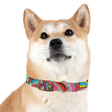 Multidimensional Dog Collar