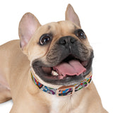 Rainbow Soul Dog Collar