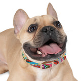 Multidimensional Dog Collar